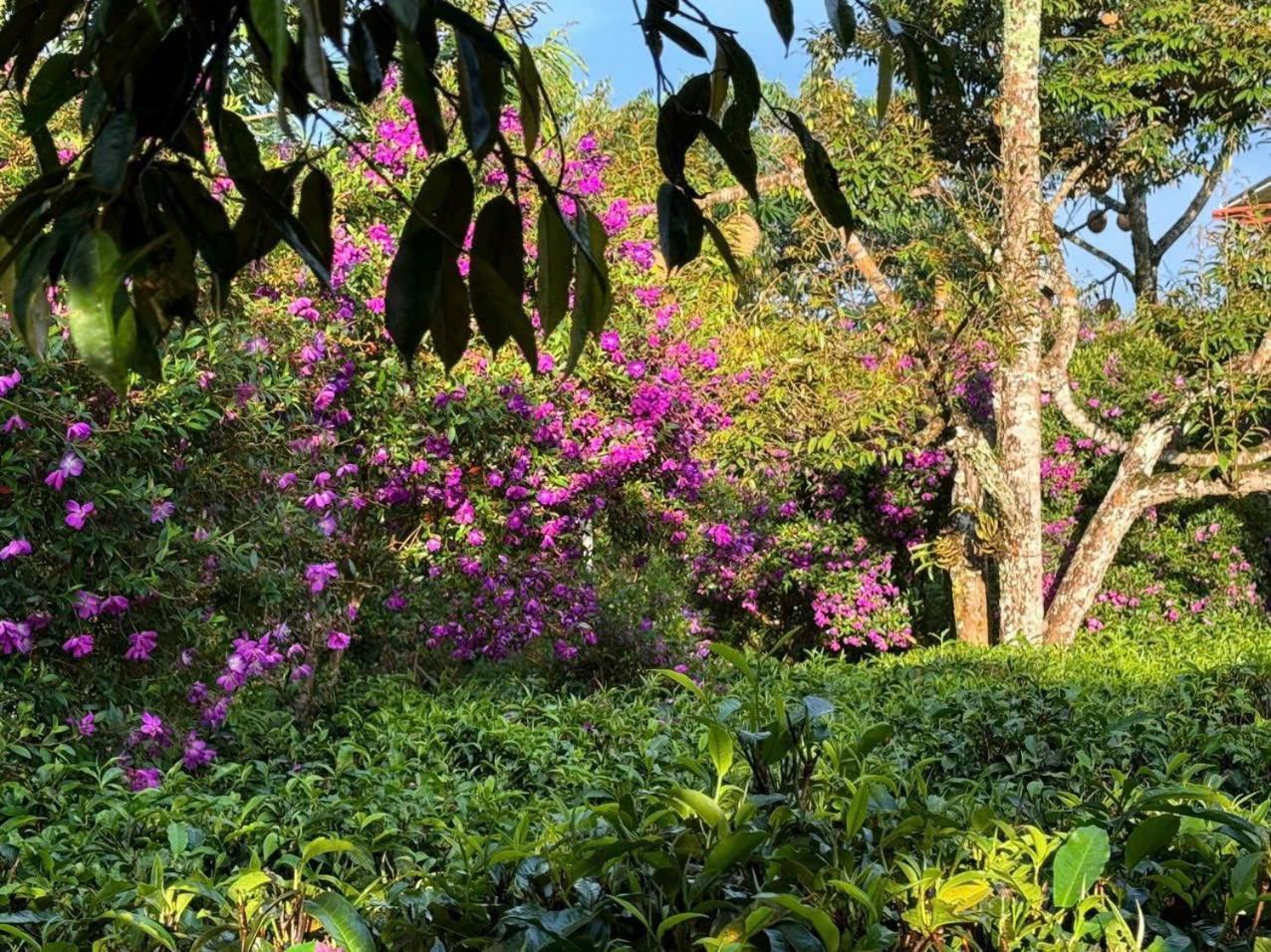 Вилла Tea Garden House Баолок Экстерьер фото