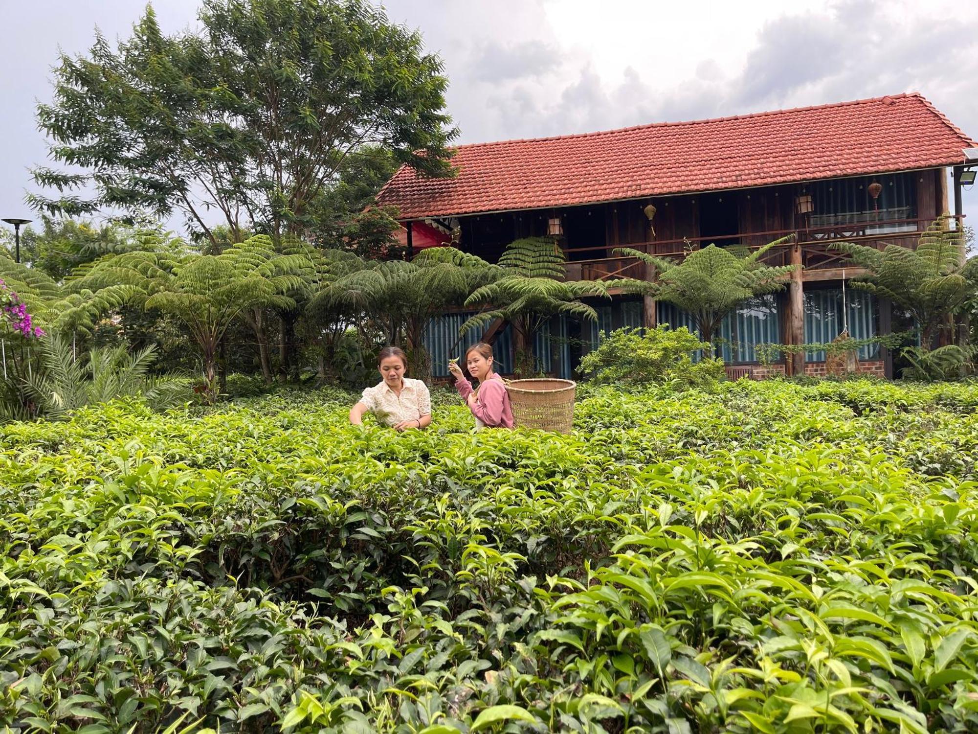 Вилла Tea Garden House Баолок Экстерьер фото
