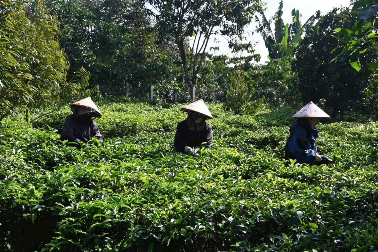 Вилла Tea Garden House Баолок Экстерьер фото