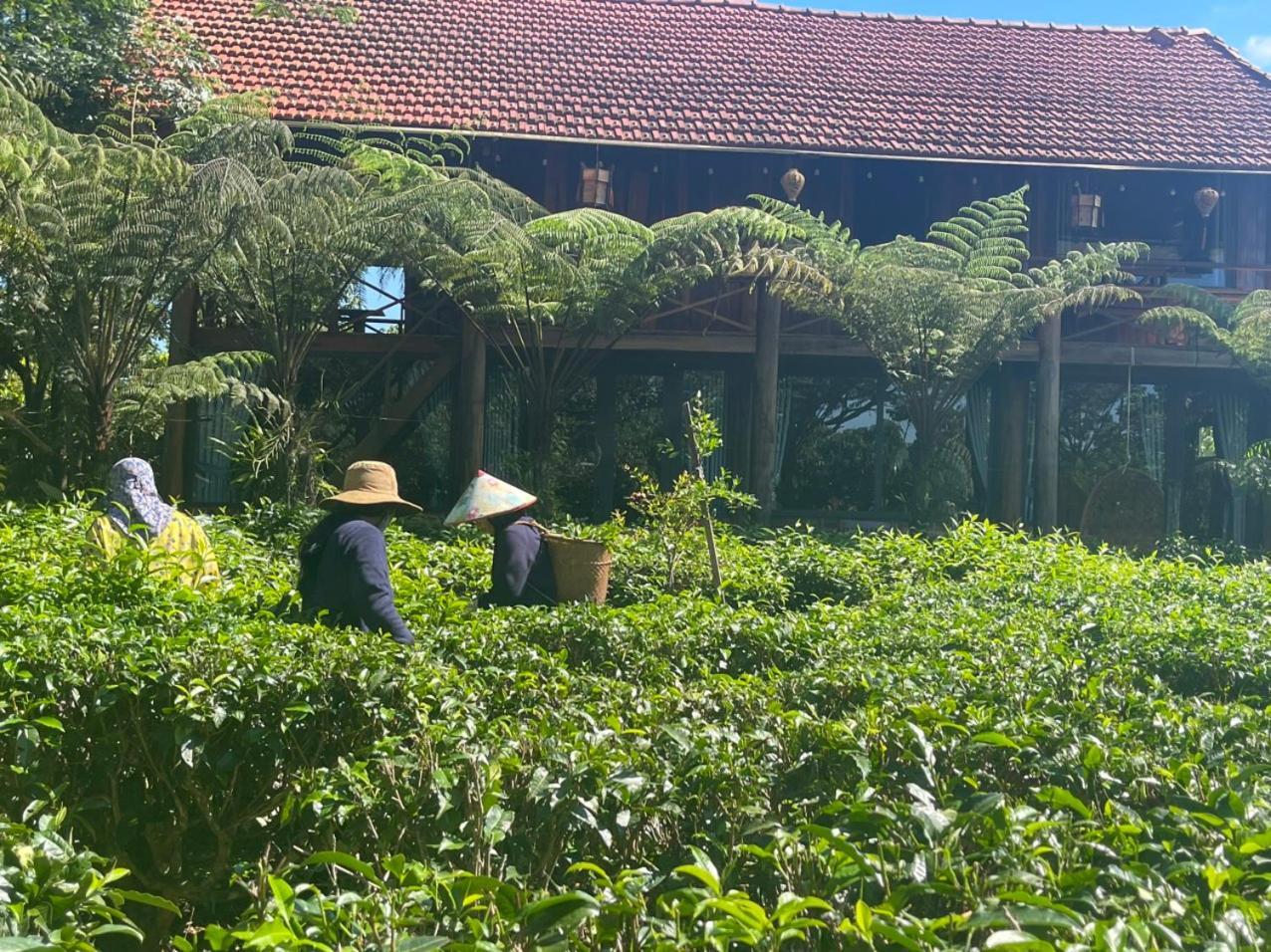 Вилла Tea Garden House Баолок Экстерьер фото